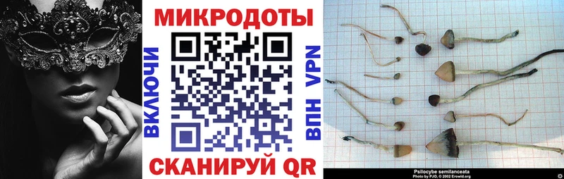 Псилоцибиновые грибы Psilocybine cubensis Жиздра